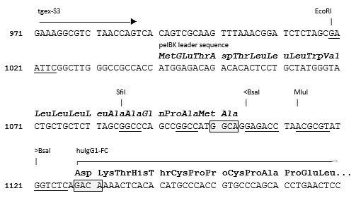 TGEX-FC-hG1-Zeo cloning site